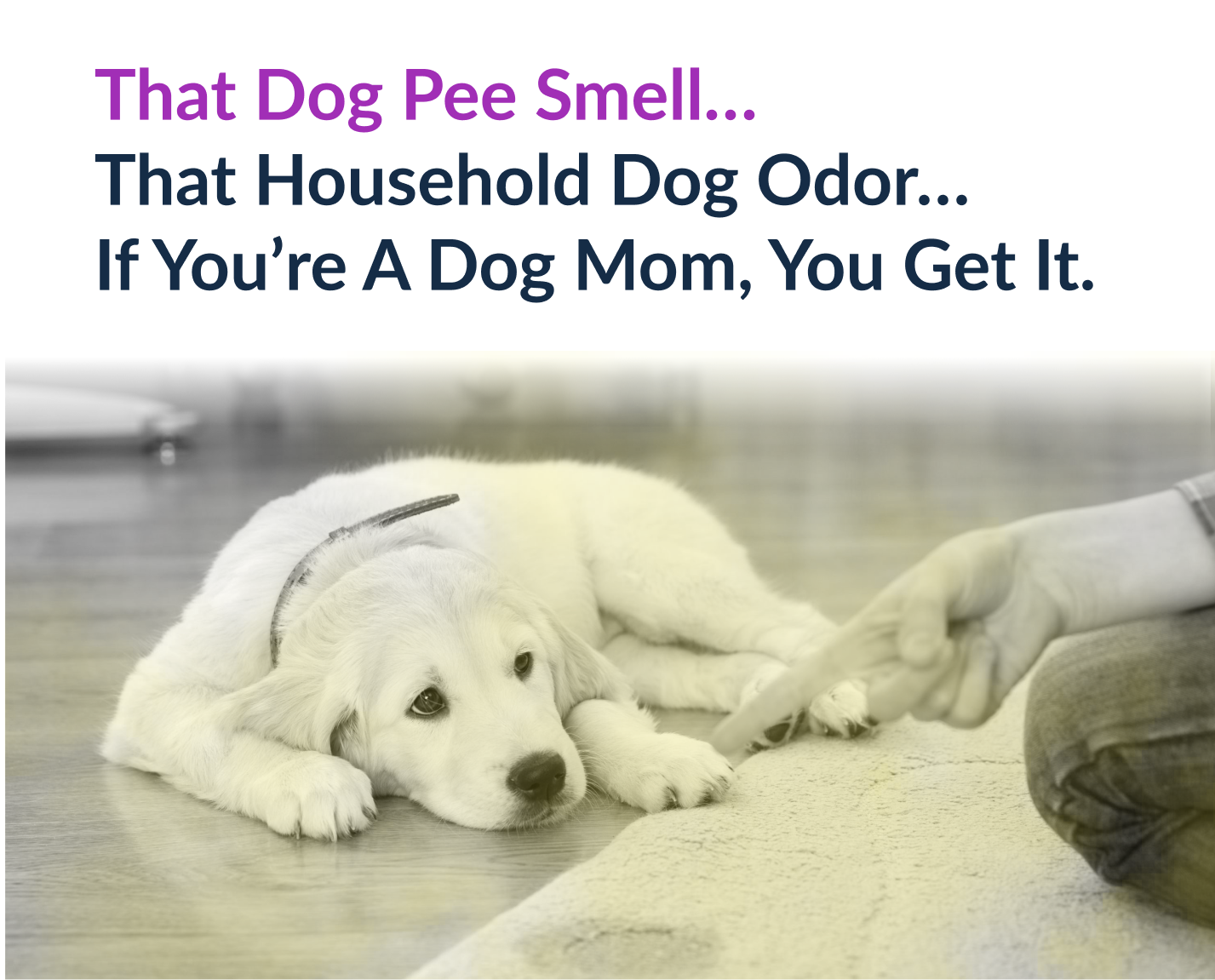 The household dog odor problem