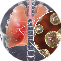 Illustration of lungs